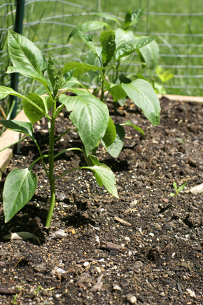 SFG-peppers SFG peppers Square Foot Gardening More Frog Drama