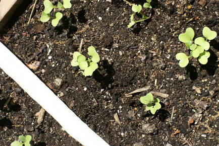 SFG-radish-sprouts SFG radish sprouts Square Foot Gardening More Frog Drama