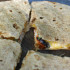 bbq-chicken-quesadilla-cut