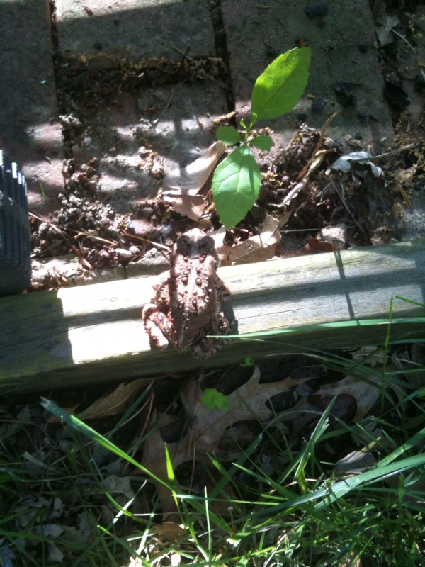Frog photo13 Square Foot Gardening More Frog Drama