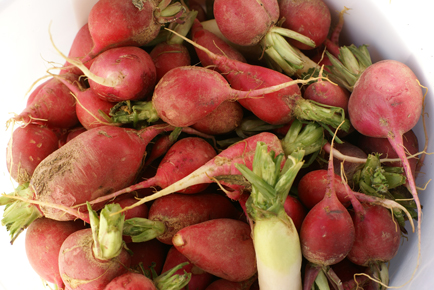 radishes radishes Radishes on Grow. Eat. Save.