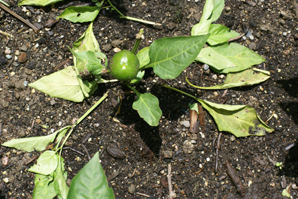 SFG-4 SFG 4 Square Foot Gardening An Update