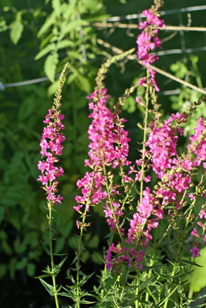 pollinator-flowers pollinator flowers Square Foot Gardening Pollinators, Tomatoes and a Squirrel
