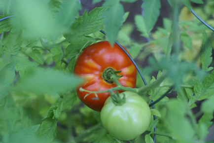 sfg-big-boy-tomato sfg big boy tomato Favorite Online Gardening Resources