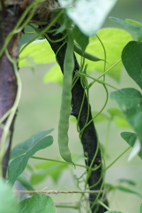 sfg-first-green-beans sfg first green beans Garden Trick for Green Beans Snap as You Pick