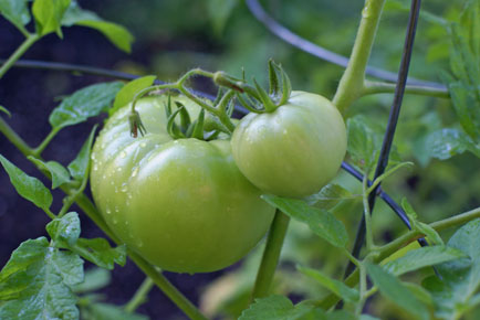 tomato tomato Square Foot Gardening Pollinators, Tomatoes and a Squirrel