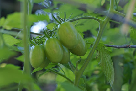 tomatoes-7-5 tomatoes 7 5 Square Foot Gardening Pollinators, Tomatoes and a Squirrel