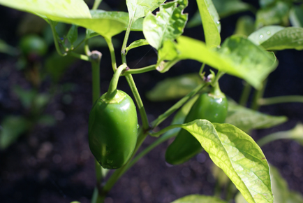 SFG-jalapenos SFG jalapenos Square Foot Gardening What I Havent Shown You Edition