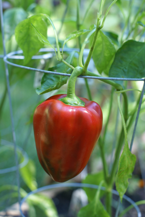 SFG-red-pepper SFG red pepper Square Foot Gardening What I Havent Shown You Edition