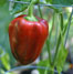 Thumbnail image for Gardening Reminder – Water, Water, Water!
