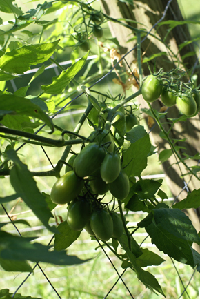 SFG-tomatoes SFG tomatoes Square Foot Gardening What I Havent Shown You Edition