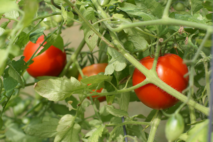 garden-tomatoes garden tomatoes Square Foot Gardening End of the Season Update