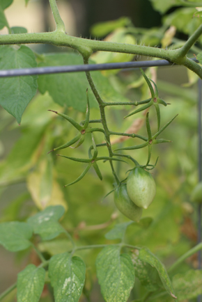 picked-garden-tomatoes picked garden tomatoes Square Foot Gardening End of the Season Update