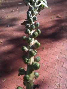 photo16 225x300 Farmers Market   Last Trip of 2010