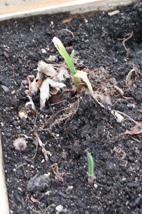 garlic-sprouts garlic sprouts Look...Sprouts! First Garden Update of 2011