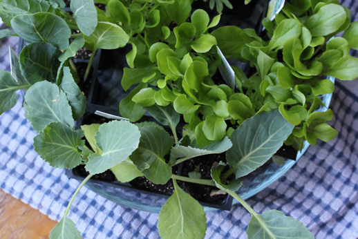 garden-indoor-sprouts garden indoor sprouts Growing Seeds Indoors (And Im a Big Chicken!)