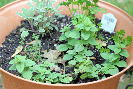 lasagna-pot-2011 lasagna pot 2011 Growing Up and Out SFG Update