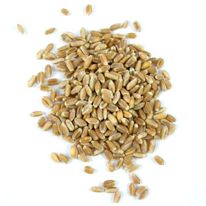 Click for Photo Credit wheat berries Grinding My Own Flour – What Do I Need to Know