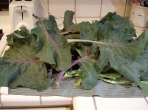Kohlrabi Greens 640x477 300x223 Aleas Broccoli Salad with Kohlrabi and Chicken