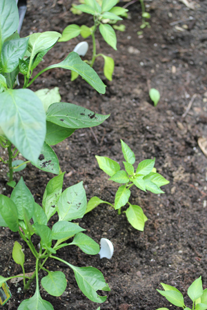 baby-pepper-plants baby pepper plants Harvests, Visitors, Plantings & More SFG Update
