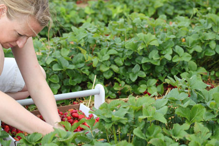 berry patch 2011 10 berry patch 2011 10 The Adventures in Berry Picking