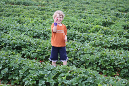 berry patch 2011 2 berry patch 2011 9 The Adventures in Berry Picking