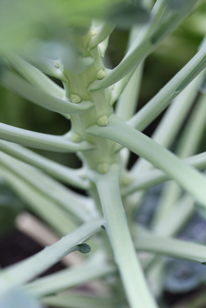brussel-sprouts brussel sprouts Harvests, Visitors, Plantings & More SFG Update