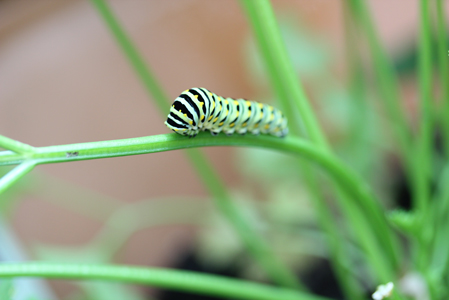 caterpillar caterpillar Harvests, Visitors, Plantings & More SFG Update