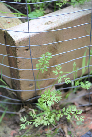 cilantro-jumping-ship cilantro jumping ship Harvests, Visitors, Plantings & More SFG Update