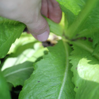 How To & Cooking Tutorials how to pick lettuce 200x200 How To & Cooking Tutorials