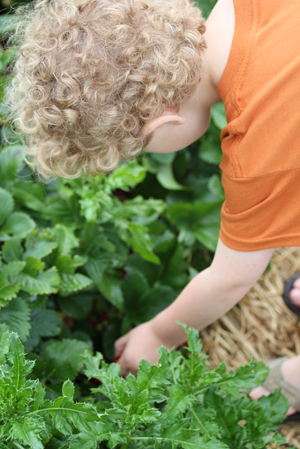 ryan-patch ryan patch The Adventures in Berry Picking