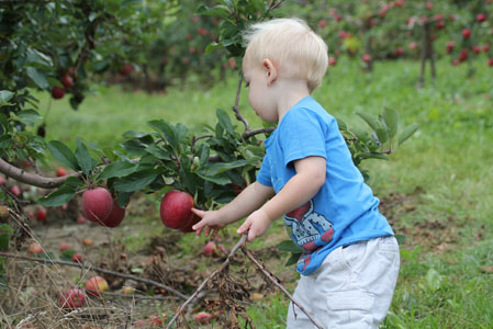 peach apple picking peach apple picking 1 Peach and Apple Picking A Labor Day Weekend Adventure