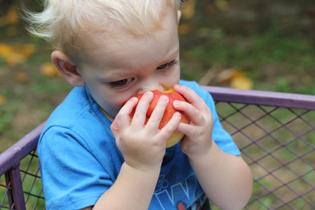 peach apple picking 11 peach apple picking 11 Peach and Apple Picking A Labor Day Weekend Adventure