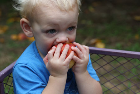 peach apple picking 12 peach apple picking 12 Peach and Apple Picking A Labor Day Weekend Adventure