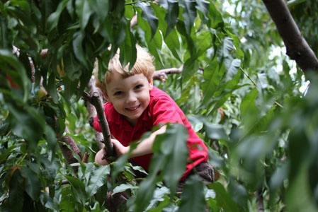 peach apple picking 13 peach apple picking 13 Peach and Apple Picking A Labor Day Weekend Adventure