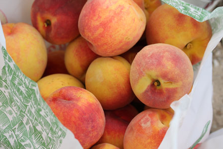 peach apple picking 14 peach apple picking 14 Peach and Apple Picking A Labor Day Weekend Adventure