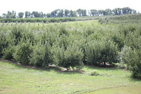 peach apple picking 15 peach apple picking 15 Peach and Apple Picking A Labor Day Weekend Adventure