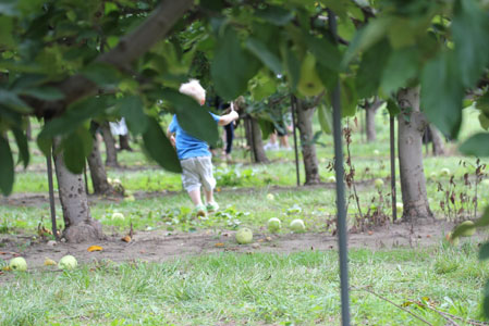 peach apple picking peach apple picking 2 Peach and Apple Picking A Labor Day Weekend Adventure