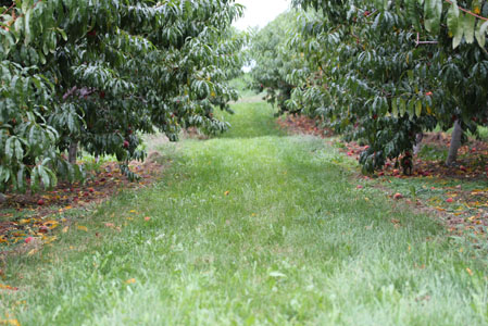 peach apple picking 5 peach apple picking 6 Peach and Apple Picking A Labor Day Weekend Adventure