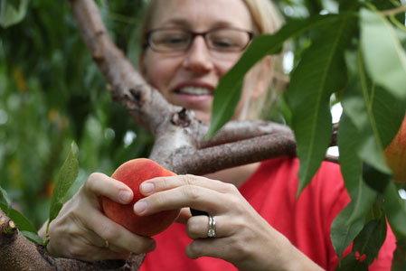 peach apple picking 5 peach apple picking 7 Peach and Apple Picking A Labor Day Weekend Adventure