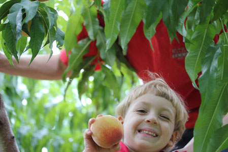 peach apple picking 5 peach apple picking 9 Peach and Apple Picking A Labor Day Weekend Adventure