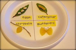 science science 300x201 Monarch Butterflies Kids in the Kitchen