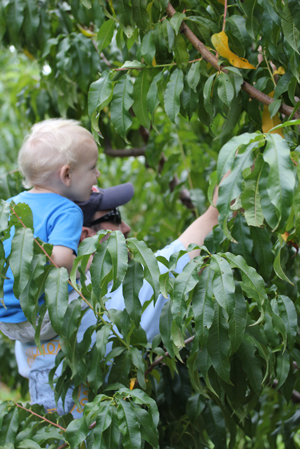 steve-and-tyler steve and tyler Peach and Apple Picking A Labor Day Weekend Adventure