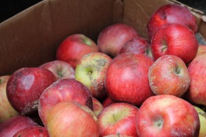 IMG_1769 IMG 1769 300x200 Apple Crisp Freezer, Slow Cooker, Oven and Campfire {Guest Post}