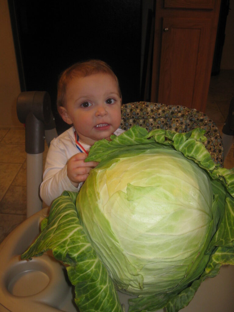 How to Shred Cabbage