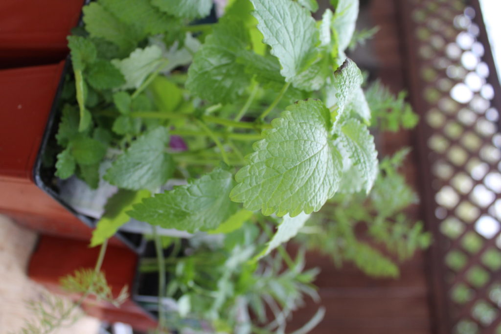 DIY Container Herb Garden